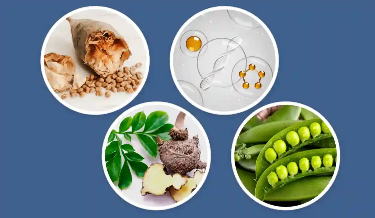 DigestSync Ingredients